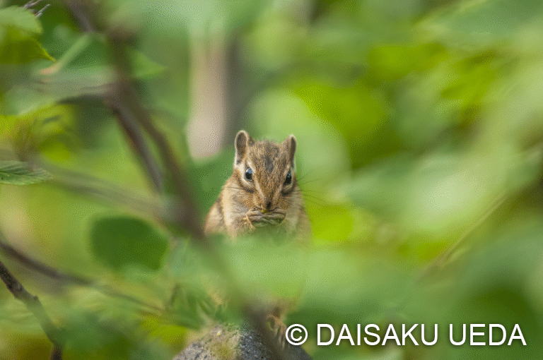 シマリス