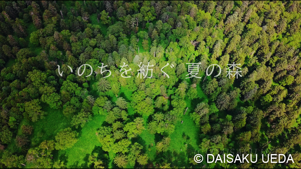 いのちを紡ぐ夏の森