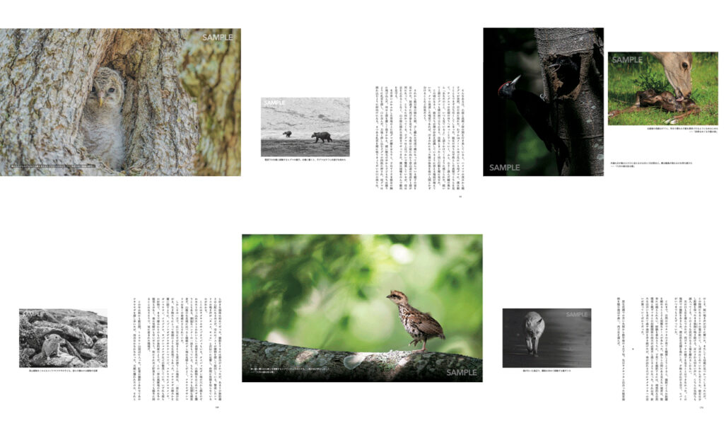 明日も、森のどこかで