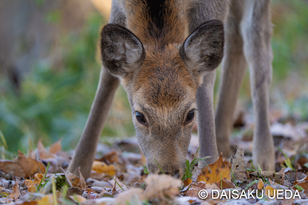 エゾシカ