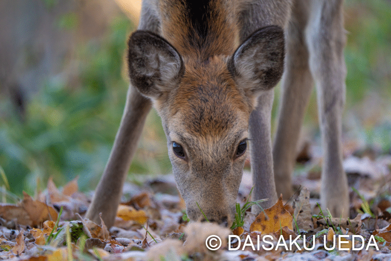 エゾシカ