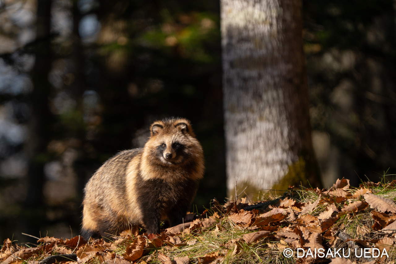 森のタヌキ - DAISAKU UEDA : Wildlife Photographer | 写真家 上田 森のタヌキ - DAISAKU UEDA : Wildlife Photographer | 写真家 上田