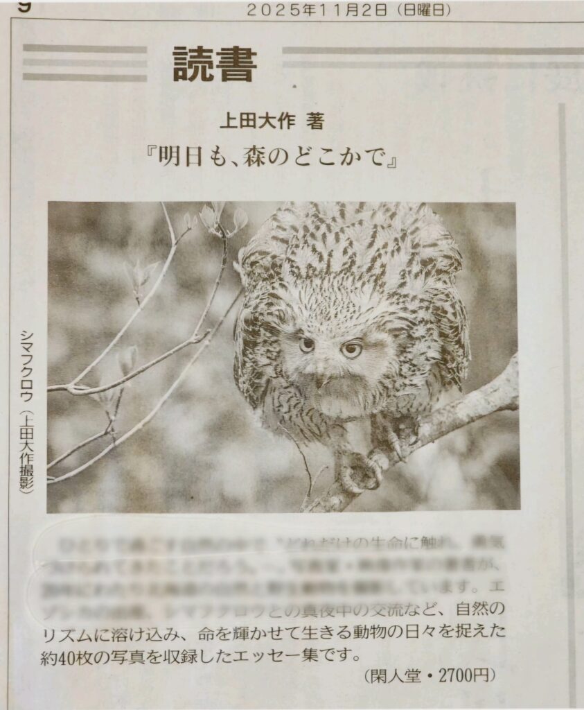 明日も、森のどこかで
