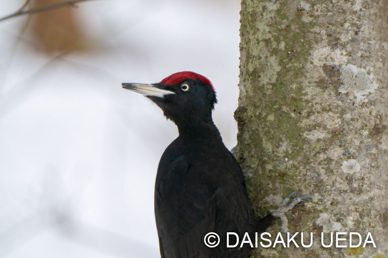 クマゲラ