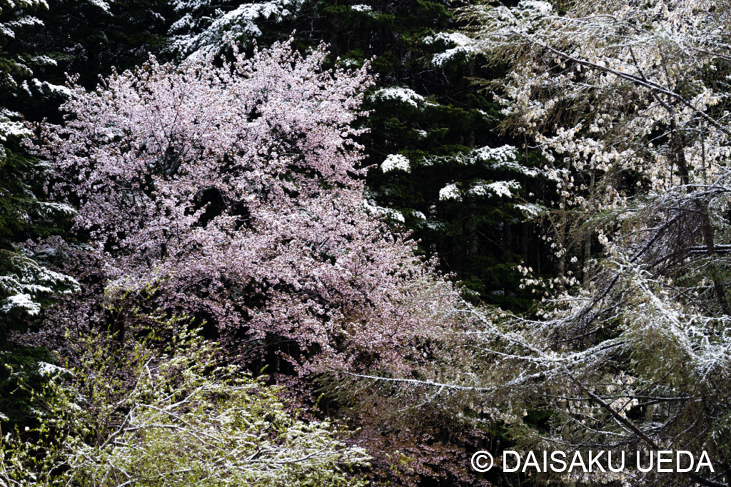 雪の桜