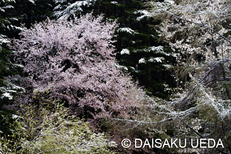 雪の桜