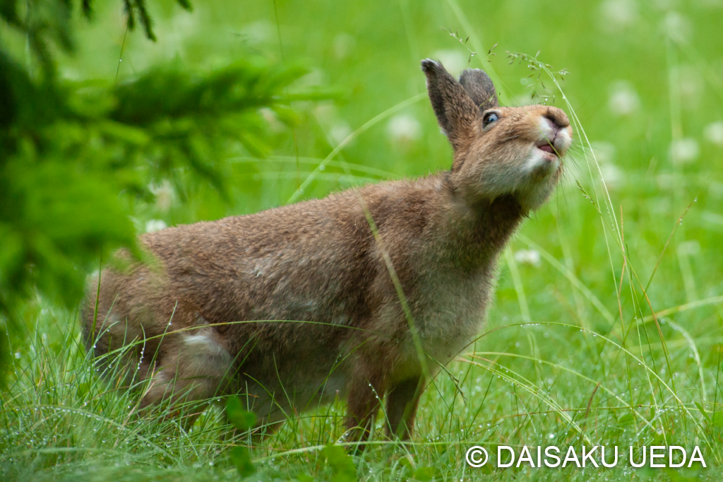 ユキウサギ