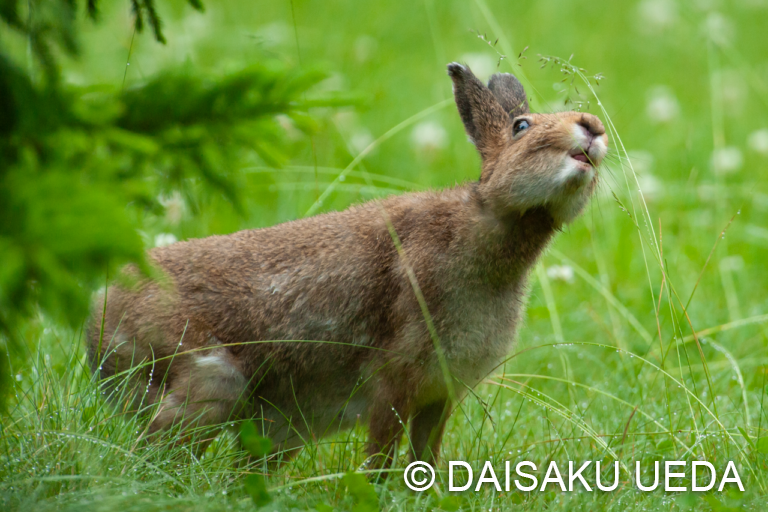 ユキウサギ