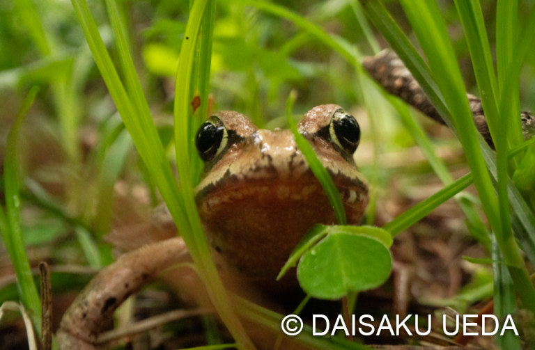 エゾアカガエル