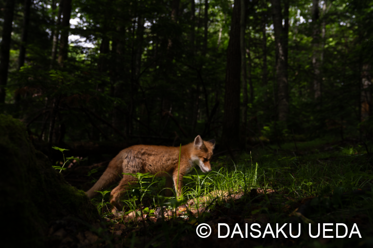 キタキツネ