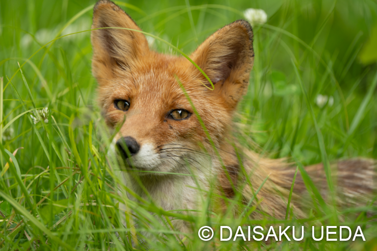 キタキツネ