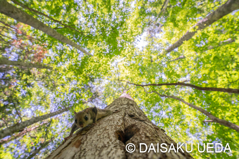 エゾモモンガ