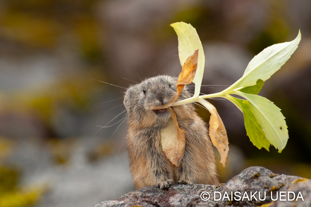ナキウサギ