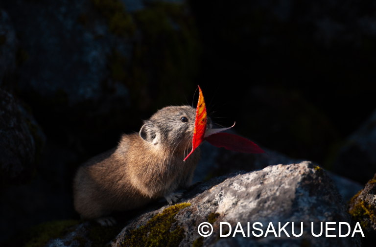 ナキウサギ