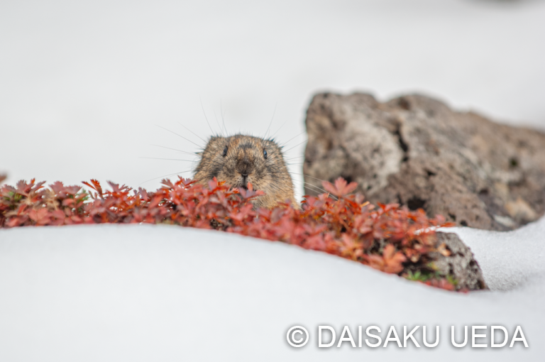 エゾナキウサギ